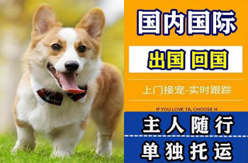 铜陵市宠物托运公司铜陵市宠物托运公司铜陵市宠物托运公司