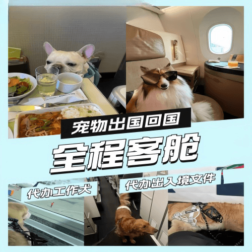铜陵市宠物托运到白俄罗斯宠物入境规定和要求